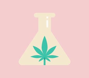 dutch-weed-experiment-blog-featured-image